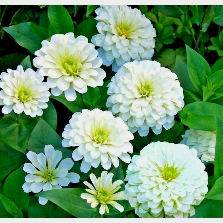 301+WHITE ZINNIA Flower Seeds Summer Flowering Annual Cut Flowers Garden Easy