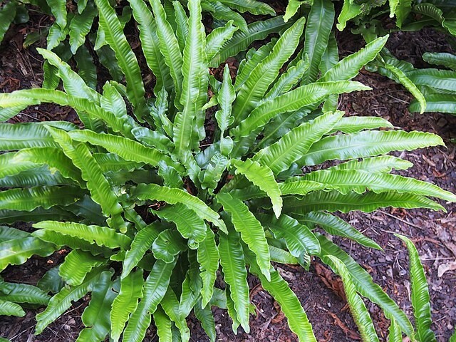 Asplenium scolopendrium | Hart’s Tongue Fern | 50 Spores