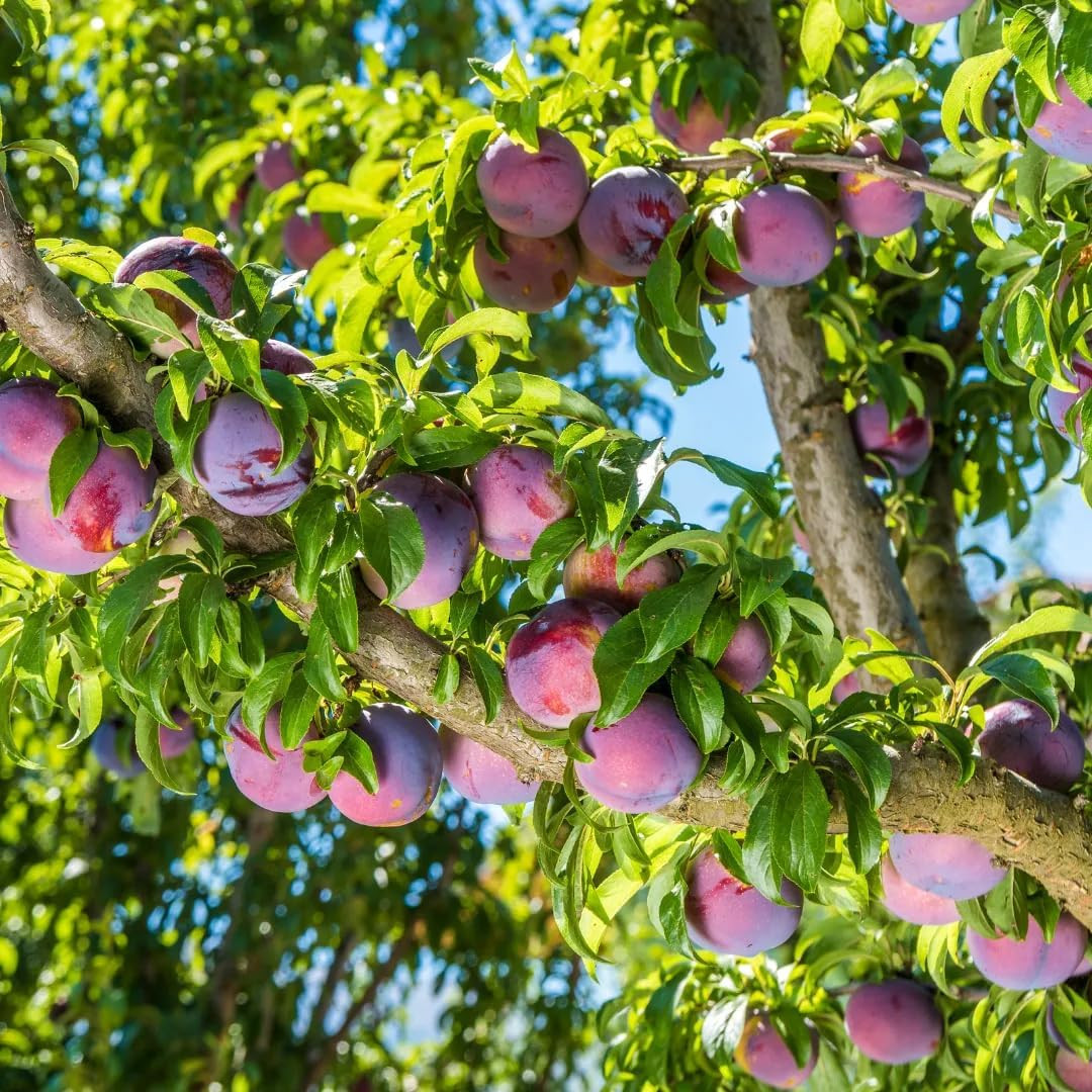 10+ Wild Plum Tree Fruit Seeds for Planting Outdoor-Perennial Native Prunus Amer