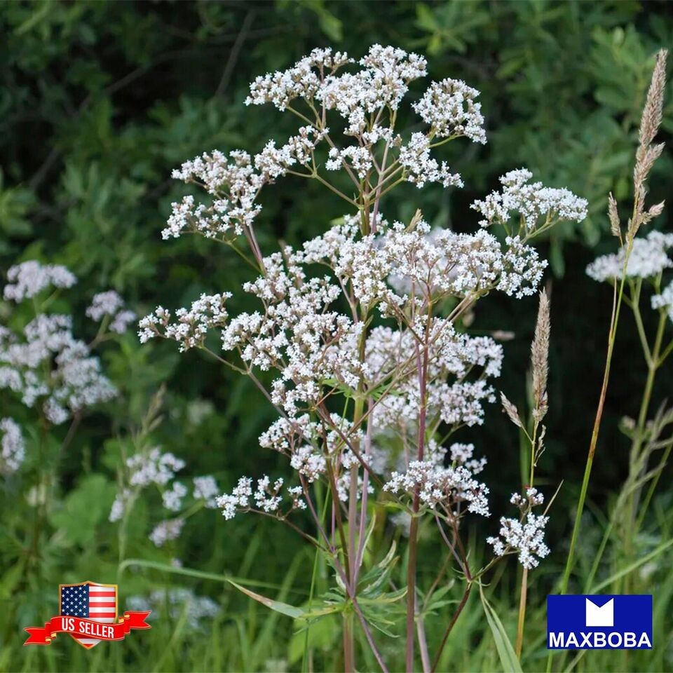 1000 Anise Herb Seeds Open Pollinated Non-GMO Heirloom Garden