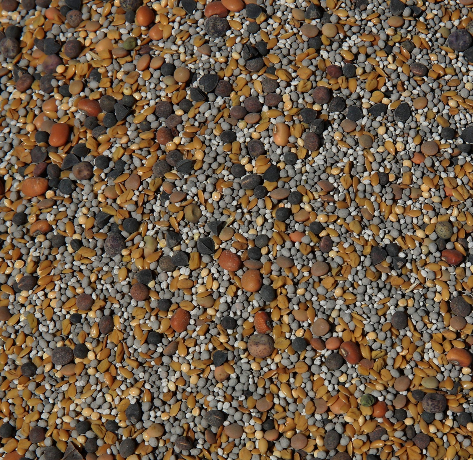 Cover Crop 13-Seed Mix (1 lb. Bag): [50% Clovers Plus Fenugreek Vetch