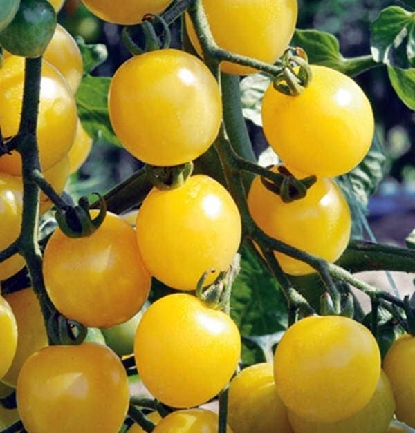 White Cherry, Tomato