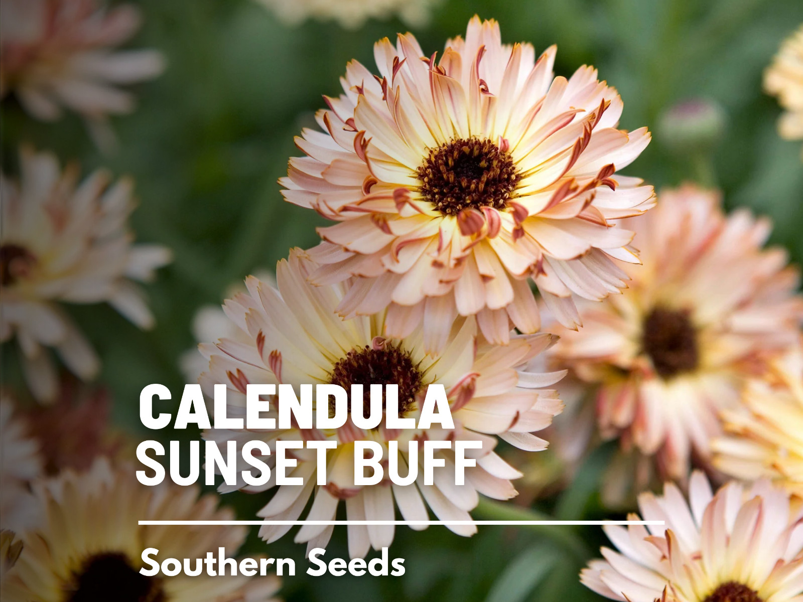 Calendula, Sunset Buff- Heirloom Medicinal Flower Seeds (Calendula officinalis)