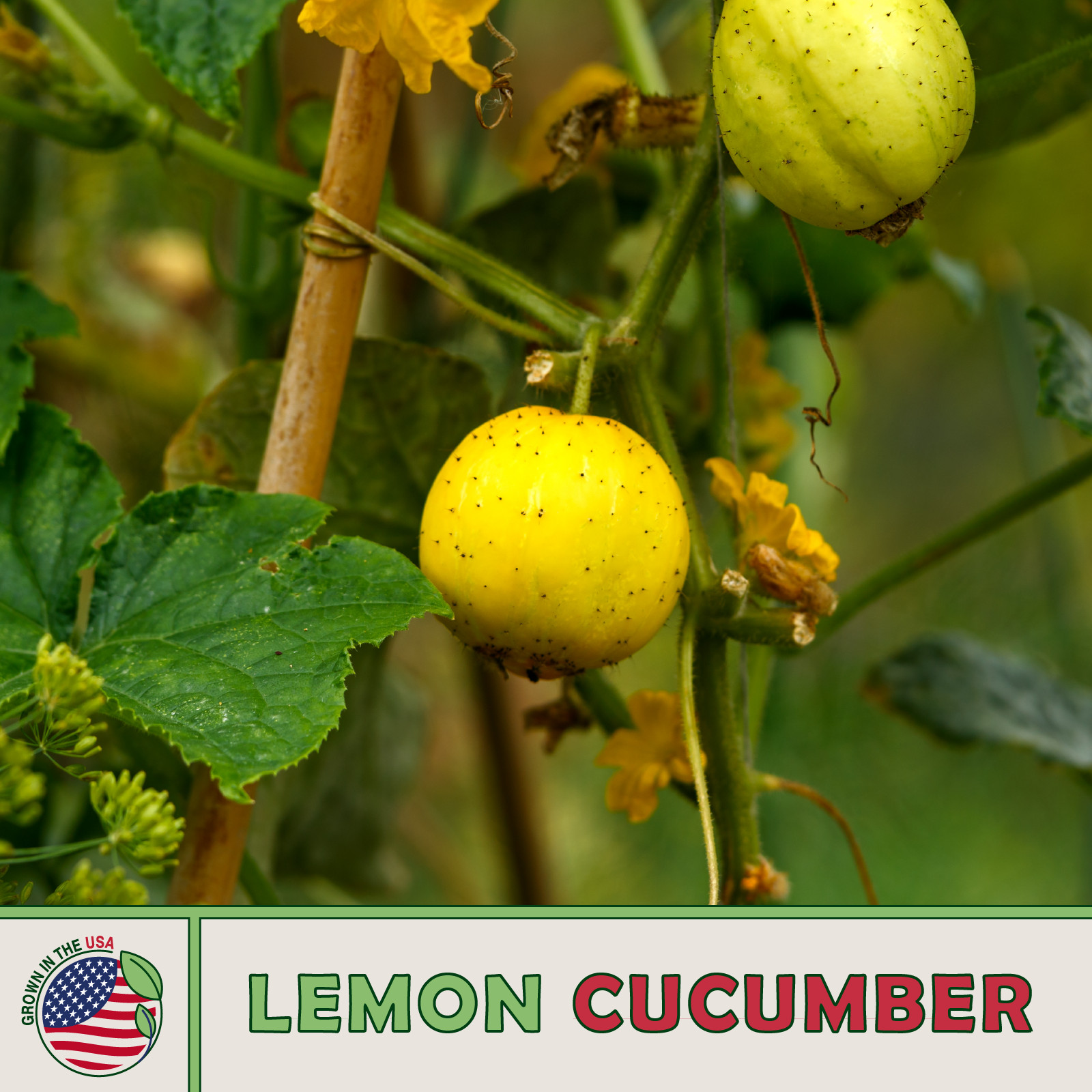 100 Lemon Cucumber Seeds, Heirloom, Non-GMO, Genuine USA