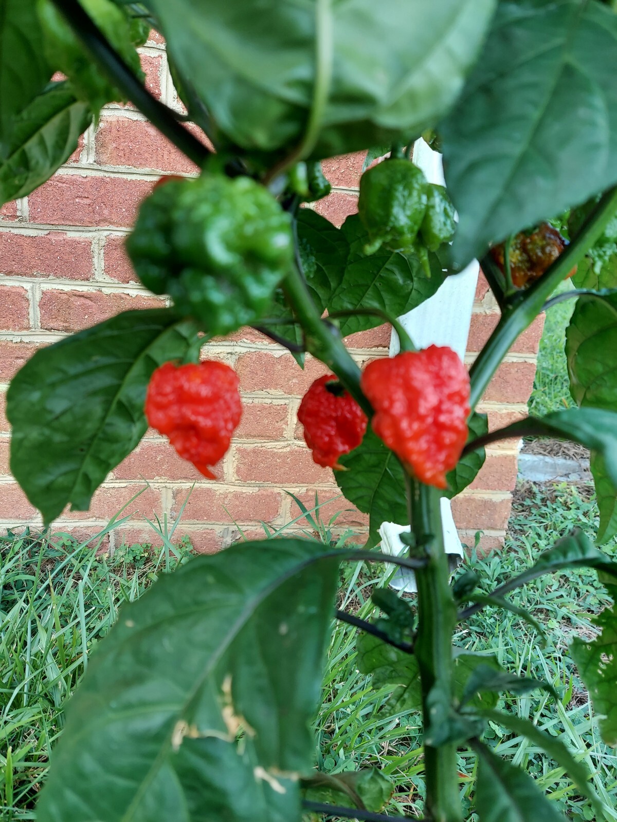 7 Pot Primo Super Hot Pepper (10+) Seeds