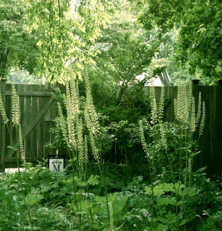 20 Black Cohosh (Actaea racemosa) Bulbs/Roots – No Shipping to AK, HI, or PR