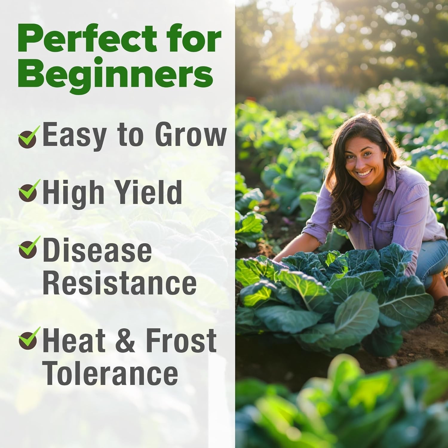 Georgia Southern Collard Green Seeds – 600 Non-GMO Heirloom for Bountiful Yields