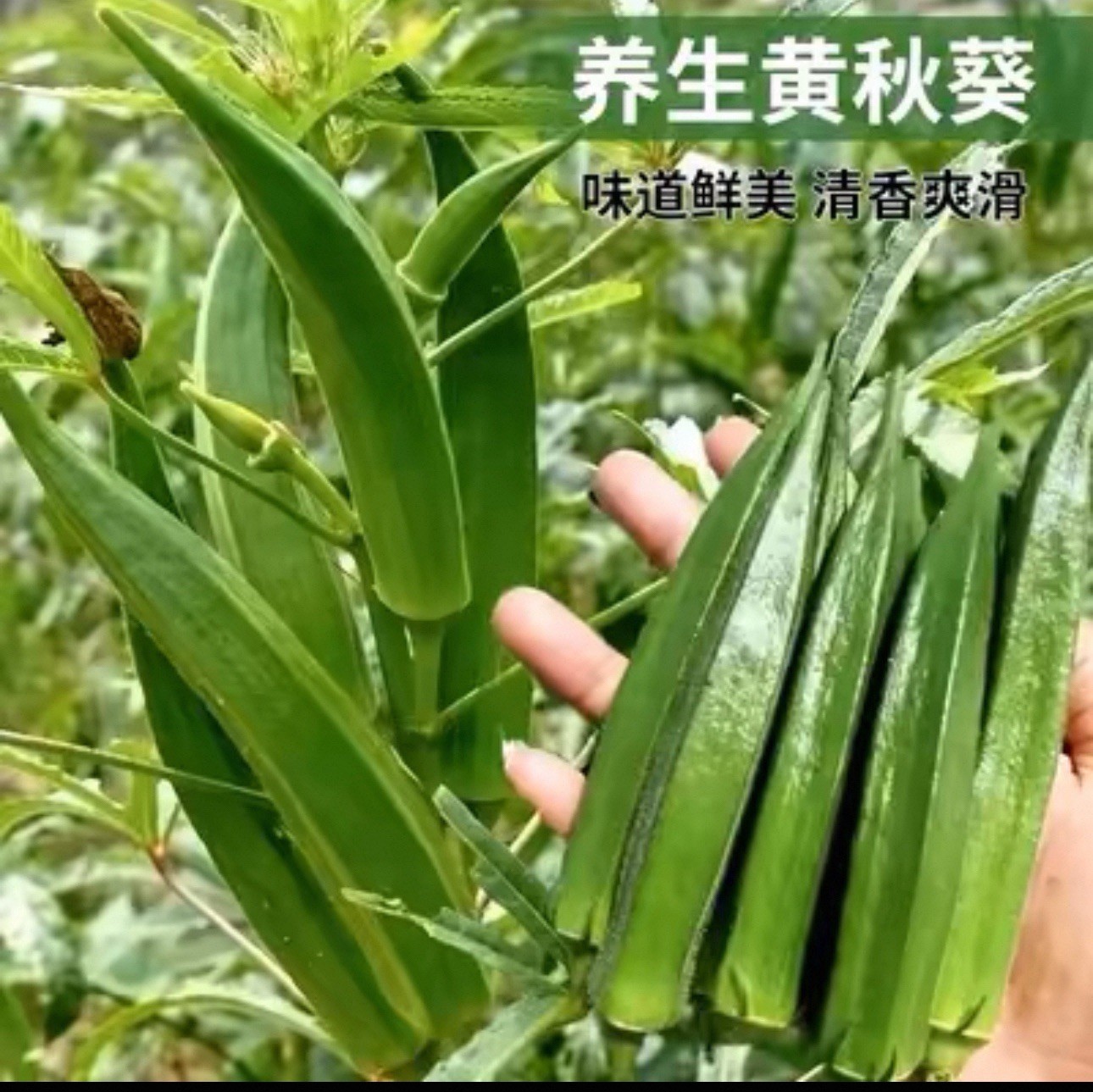 Emerald Okra Seeds | NON-GMO Okra Seeds | Fresh Heirloom Garden Seeds