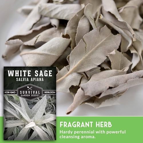 – White Sage Seeds for Planting – Grow Sustainable Smudging Herbs – Packets 3