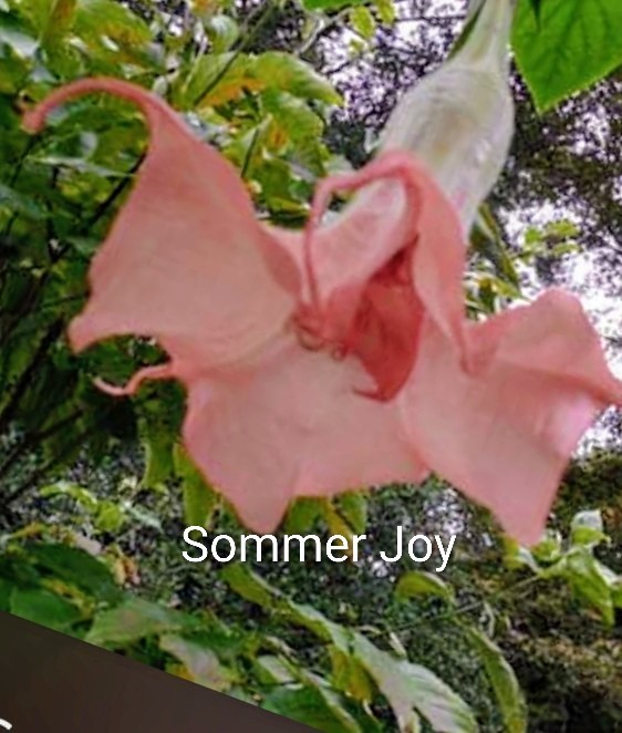 Brugmansia Bundle Angel Trumpets (Fred Sommers)