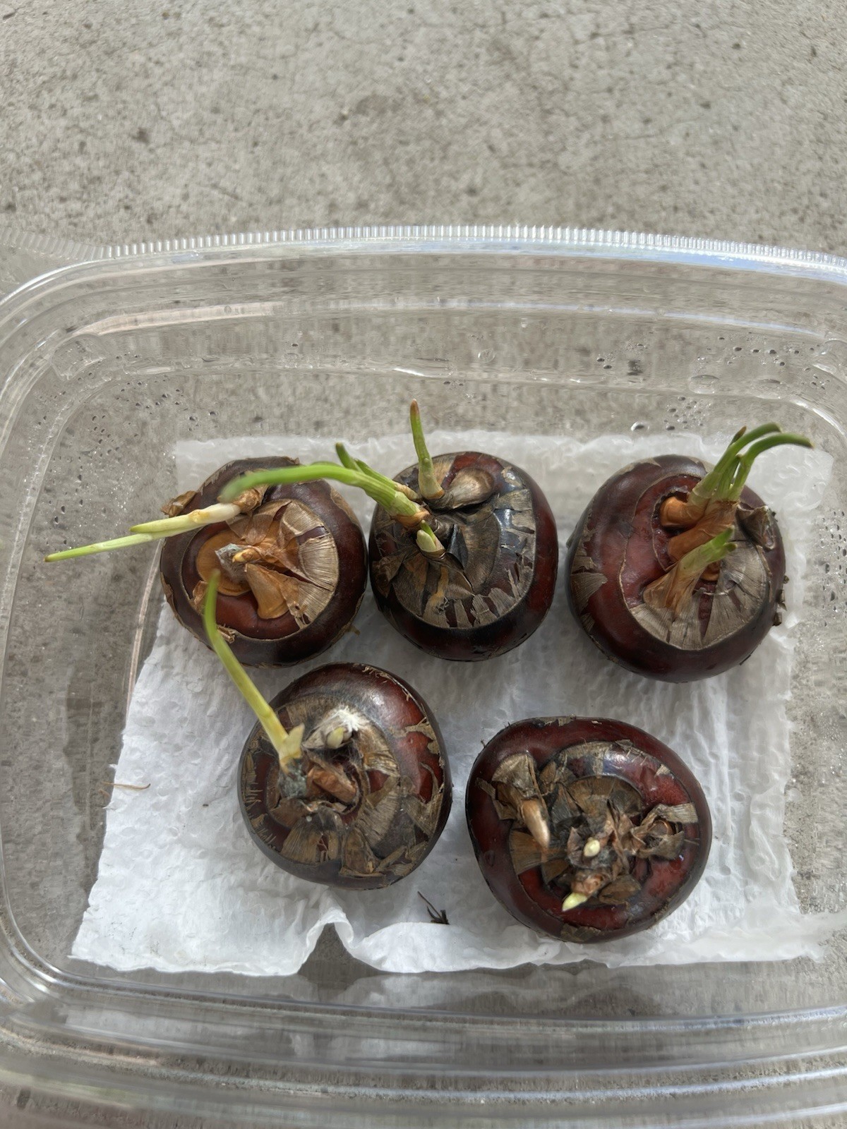 5 Sprouted Water Chestnut Bulbs Eleocharis Dulcis Ready to Plant