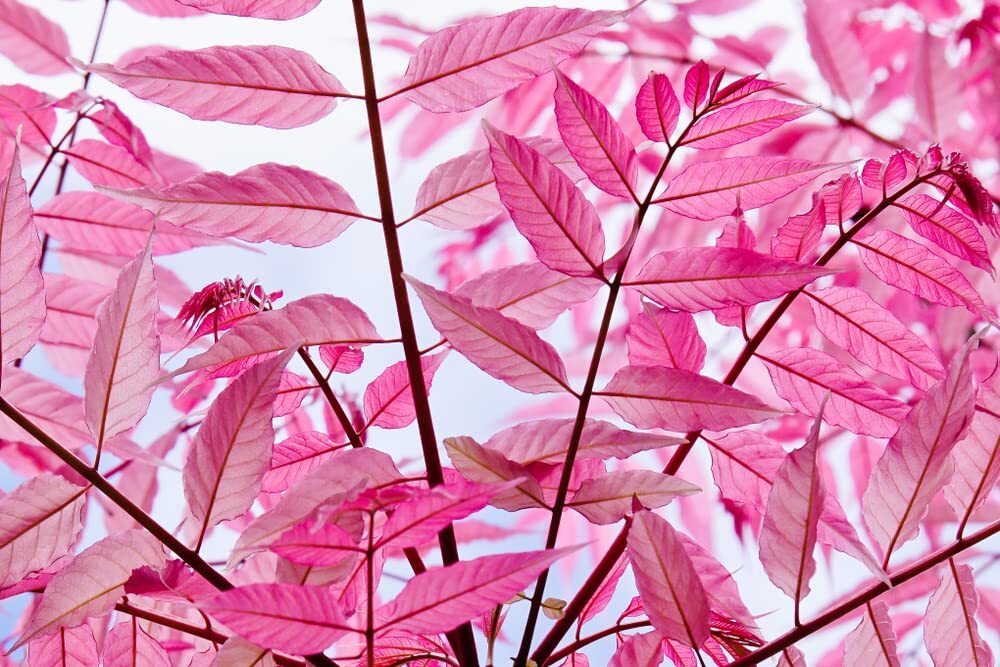 Chinese Toon Tree Seeds for Planting (30 Seeds) – Rare Pink Leafs – Chinese Maho