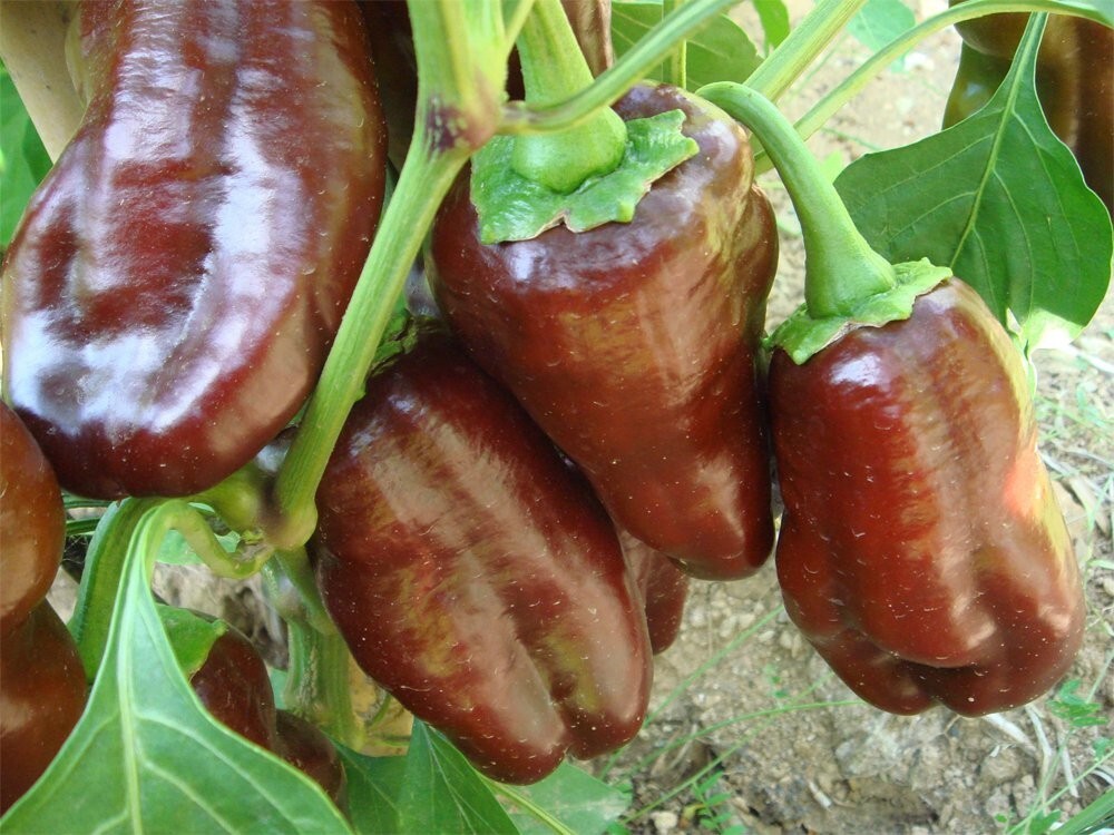 Sweet Pepper Collection | Seeds