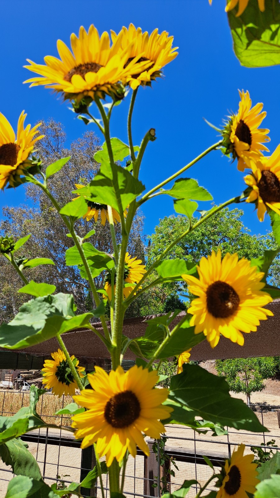Lot of 8 Dried Sunflower Heads 2-3″ for Pets Birds Crafts Etc Pesticide Free