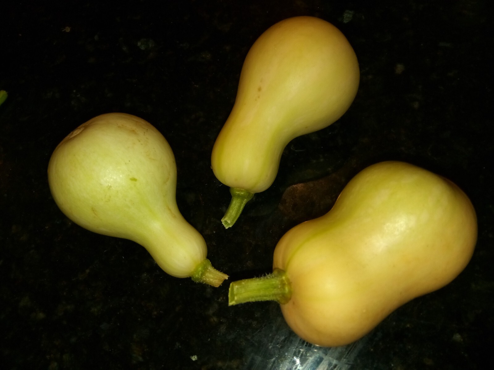 20 Butternut Squash/Winter Squash/Crookneck Pumpkin Seeds.US grown seeds.