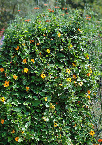 Thunbergia alata | Black-Eyed Susan Vine | 50 Seeds