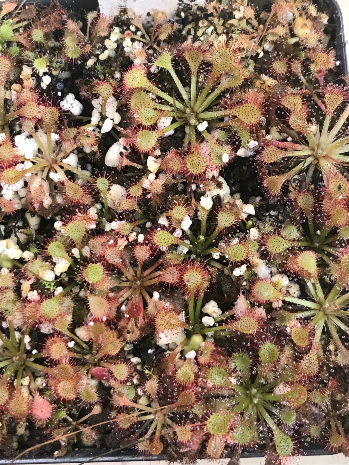 Drosera capillaris “Cuba” Seeds, Tropical Carnivorous Sundew Plant