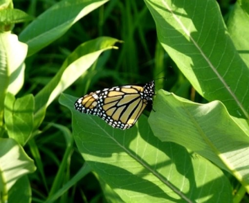 Common Milkweed 2000 seeds Asclepias syriaca native wildflower Monarchs