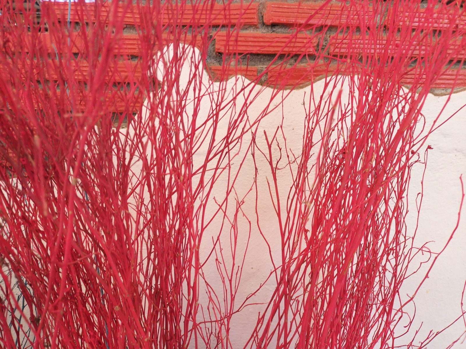 20 RED TWIG DOGWOOD American Red Osier Shrub White Flower Cornus Sericea Seeds