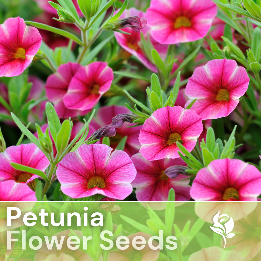 1000+ Cherry Taffeta Petunia Seeds US SELLER Perennial Flowers Seed Annual Bulk