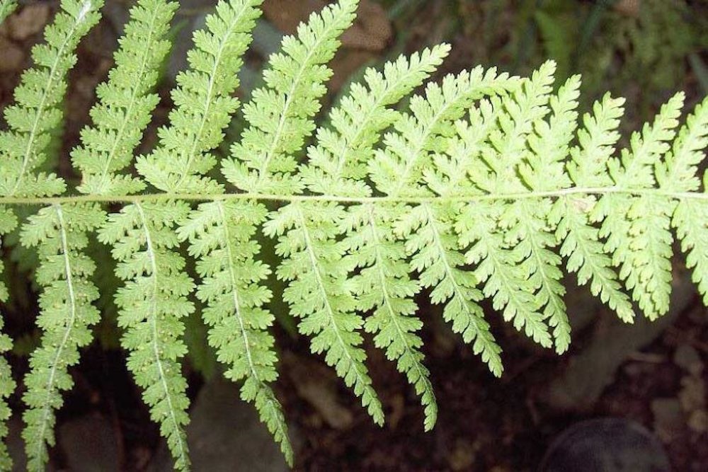 10 Hay Scented Fern Bare-root Dennstaedtia punctilobula