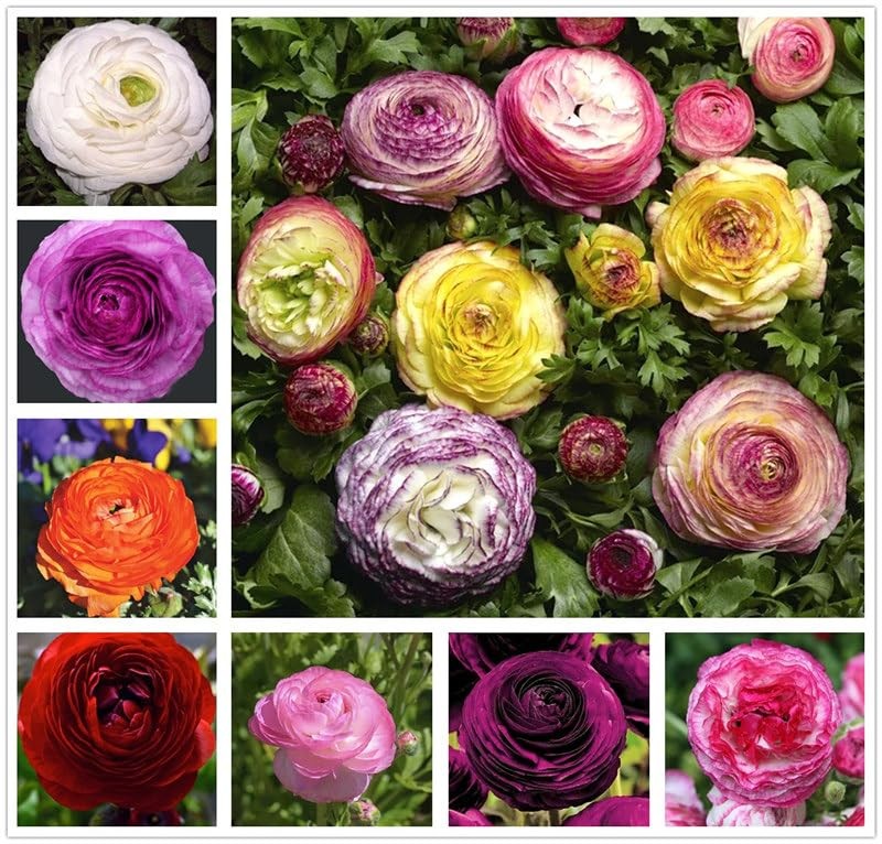 Mixed Color Ranunculus Bulbs – 20PCS Double Buttercups for Spring Weddings