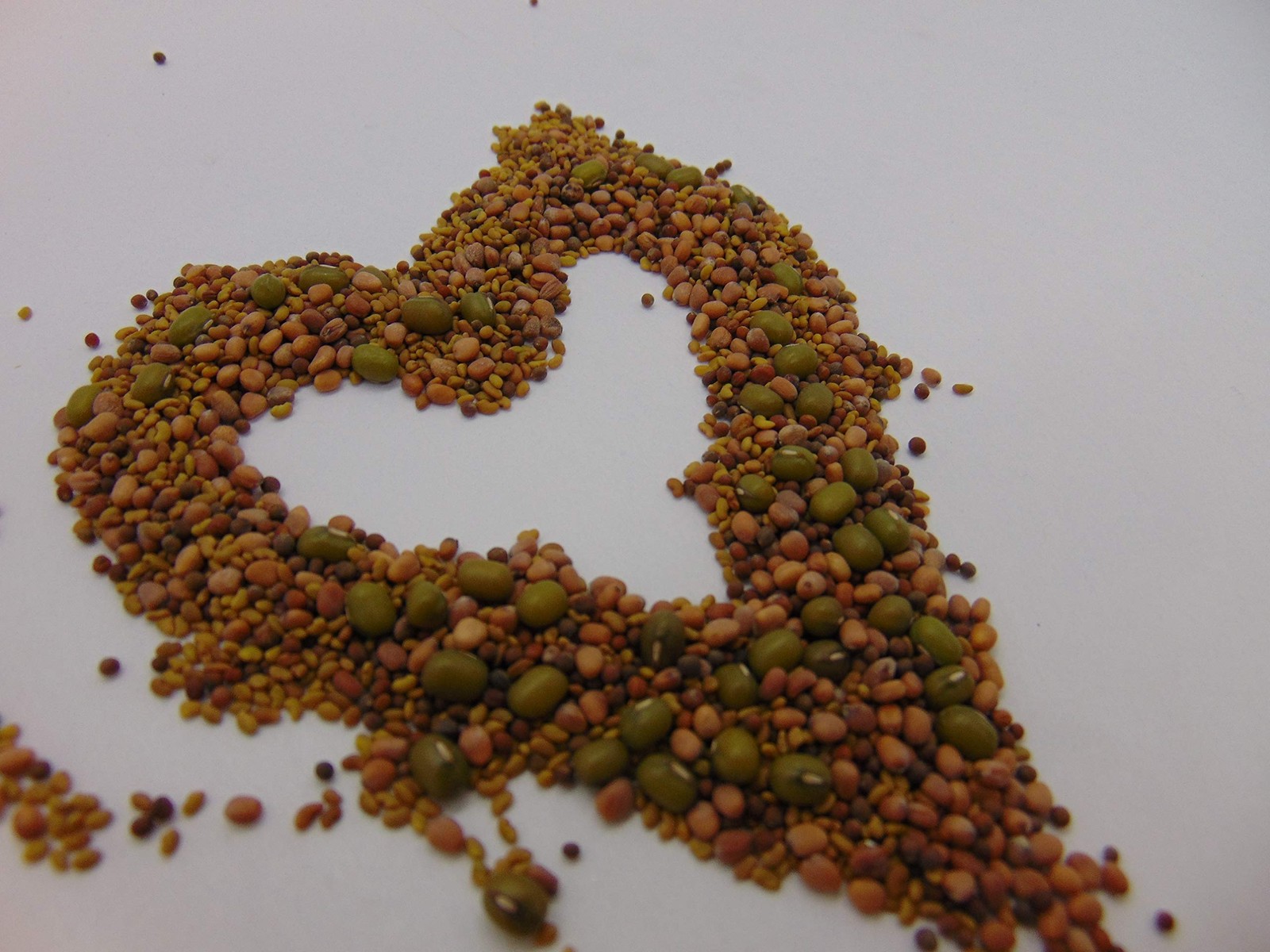 Megan’s Sprouting Mix – Mung Bean, Alfalfa, Broccoli & Radish Seeds, Non-GMO