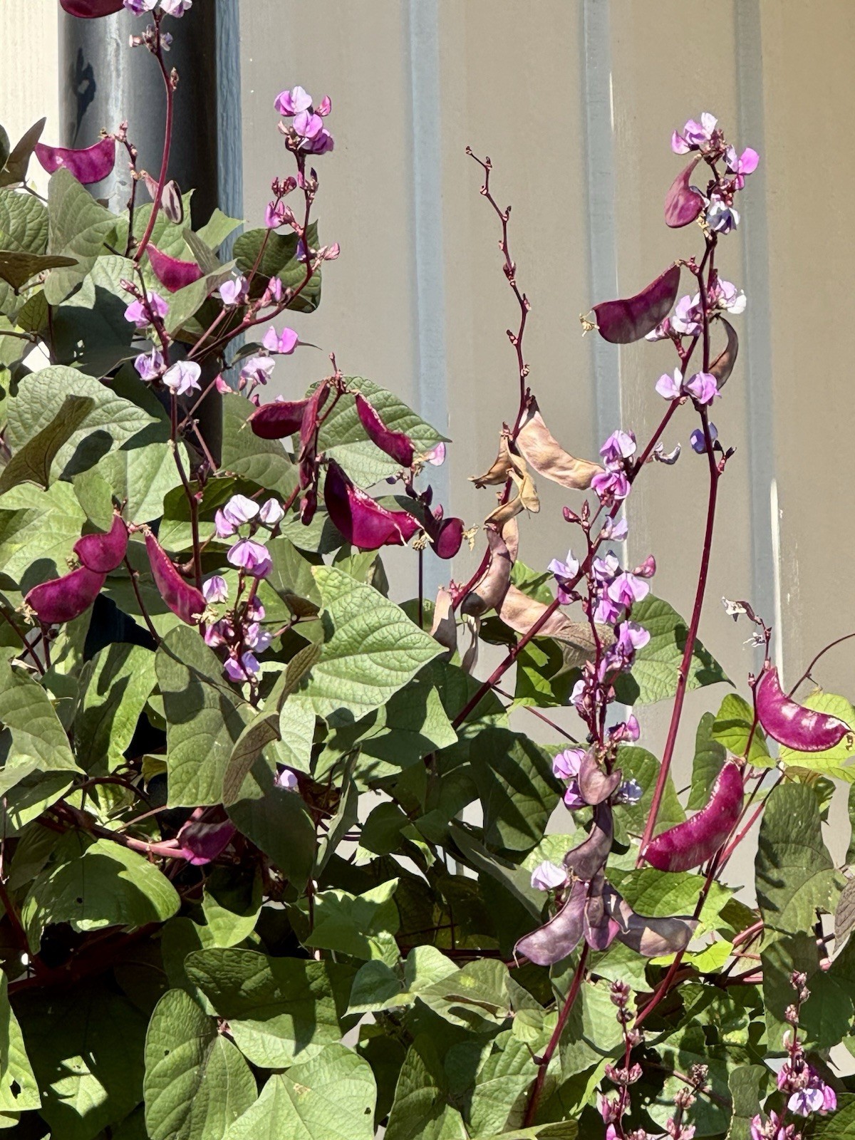 Purple Hyacinth Bean Vine Seeds Fresh Harvest Fall 2026 BULK Seeds/Order