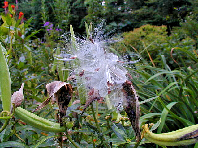 MILKWEED 100 SEEDS, ASCLEPIAS TUBEROSA, ORANGE BUTTERFLY WEED, grown in the USA