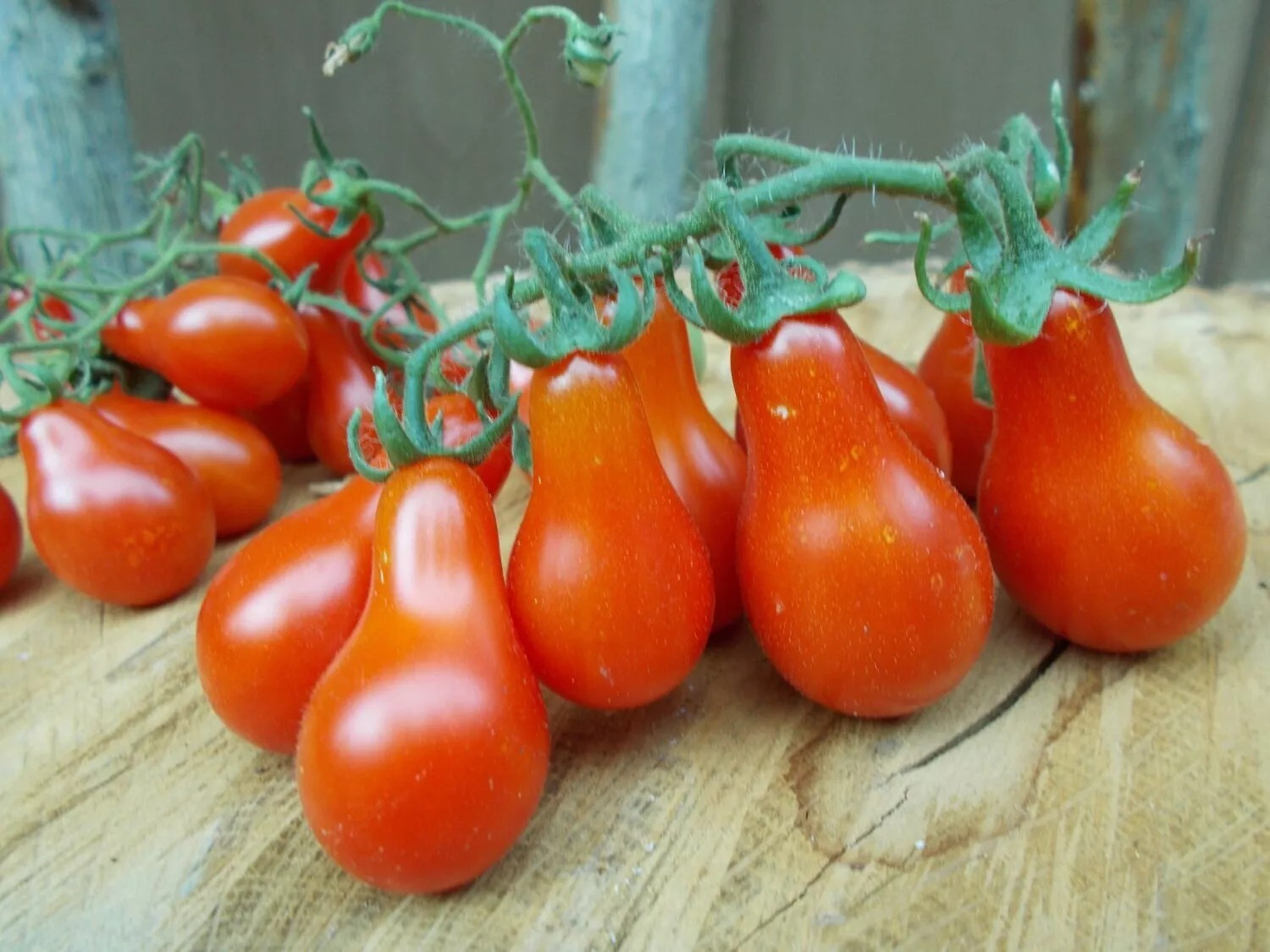 30+ Red Pear Tomato Seeds — Heirloom — NON GMO — FRESH
