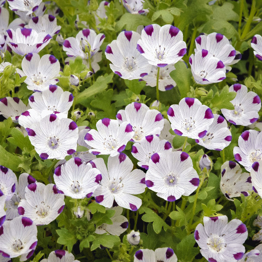 1oz Five Spot Flower Seeds Nemophila maculata (Approx 4600 Seeds)