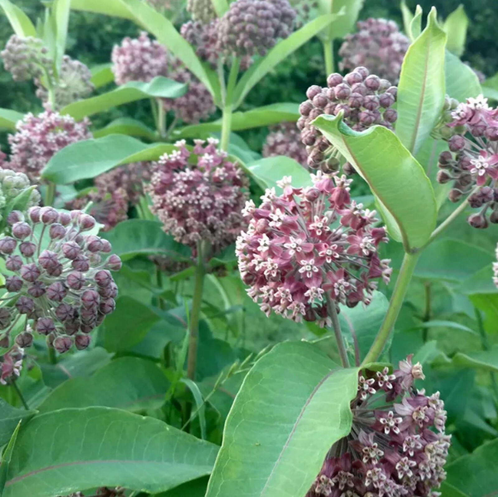 🦋 Help Save the Monarchs! 25 Milkweed Seeds 🦋