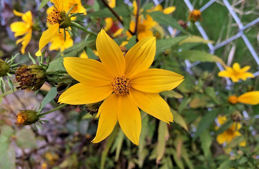 100+SWAMP MARIGOLD Seeds Tickseed Native Wildflower Shrub Bush Flowers Fast Easy