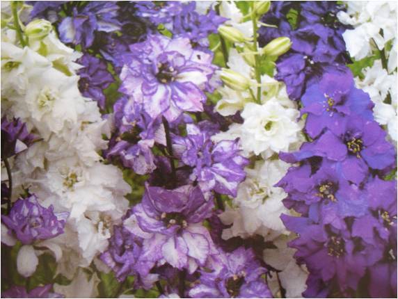 Delphinium Consolida – Imperial Rocket Larkspur seed