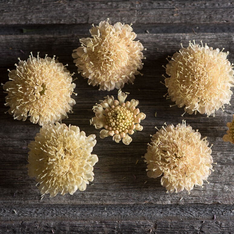 100+ Scabiosa Fata Morgana seeds