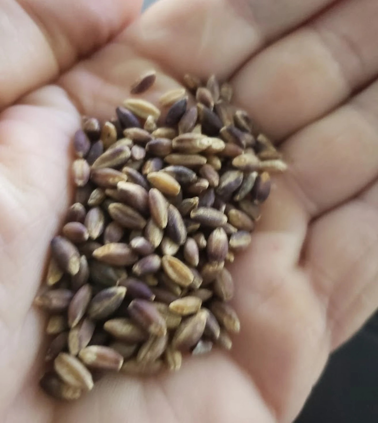 Barley Grain Seeds -Purple Hulless Barley- 100 Seeds-Ancient Cereal Grain