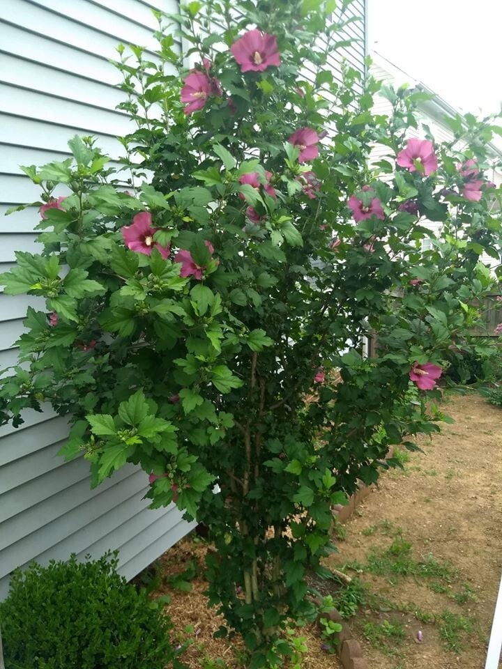 50+ Purple Rose of Sharon Seeds (Hibiscus syriacus, Aphrodite Althea) 2023 Fall
