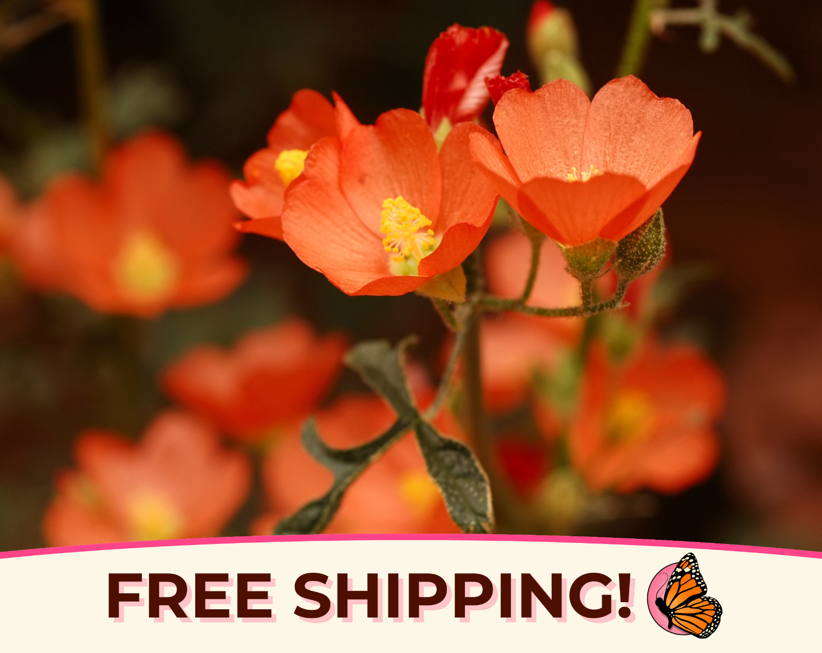 950+ Desert Globemallow Seeds | Native Wildflower Gardening, Sphaeralcea ambigua