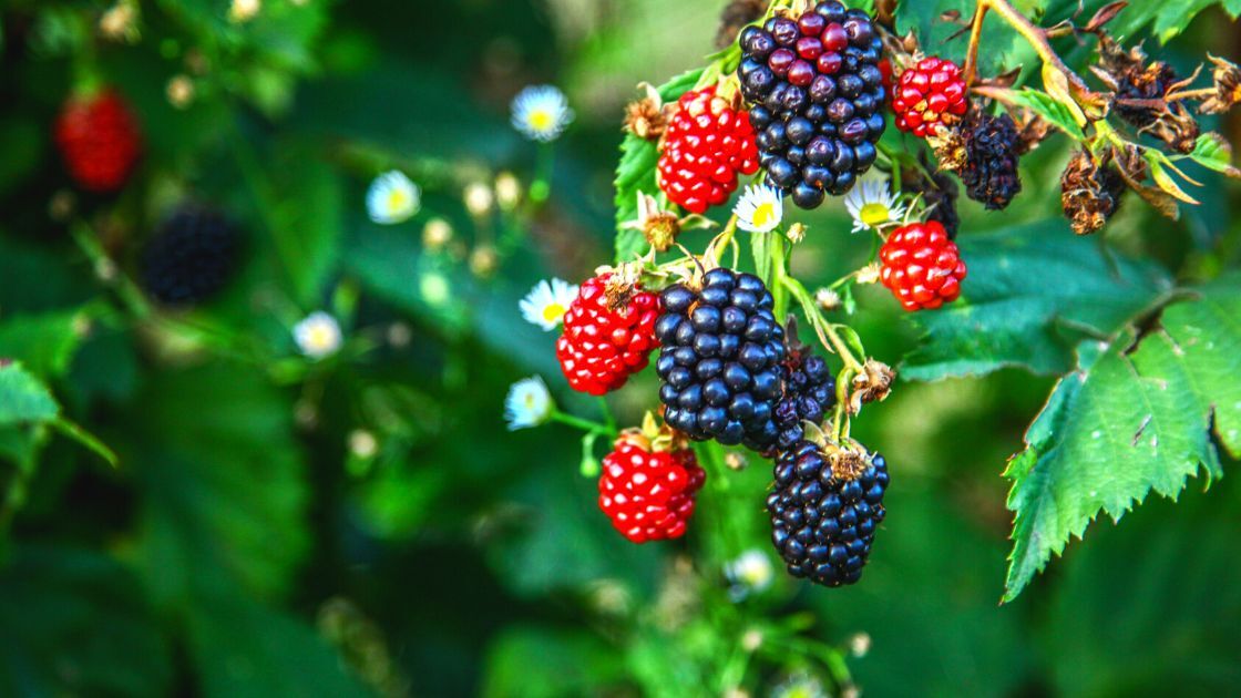 125 Blackberry Seeds, USA Seller Free Shipping Fruit Seeds Fragrant