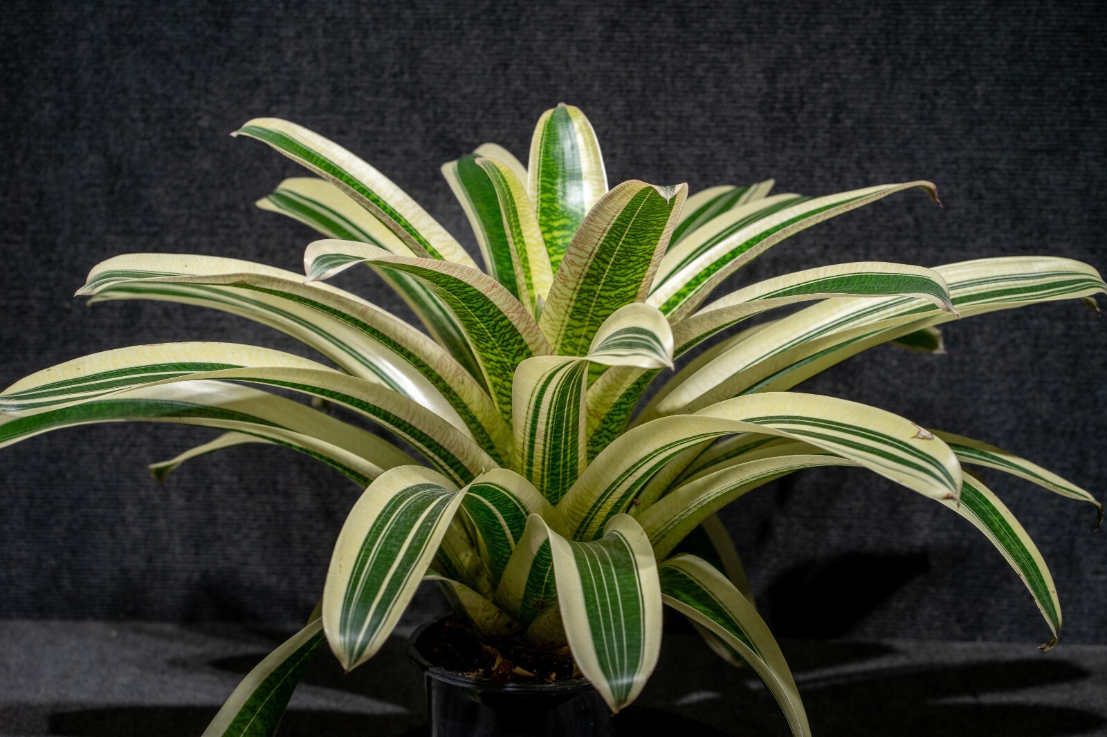 Bromelia – Vriesea Milky Way 6″ pot (Very Rare) – Live plant