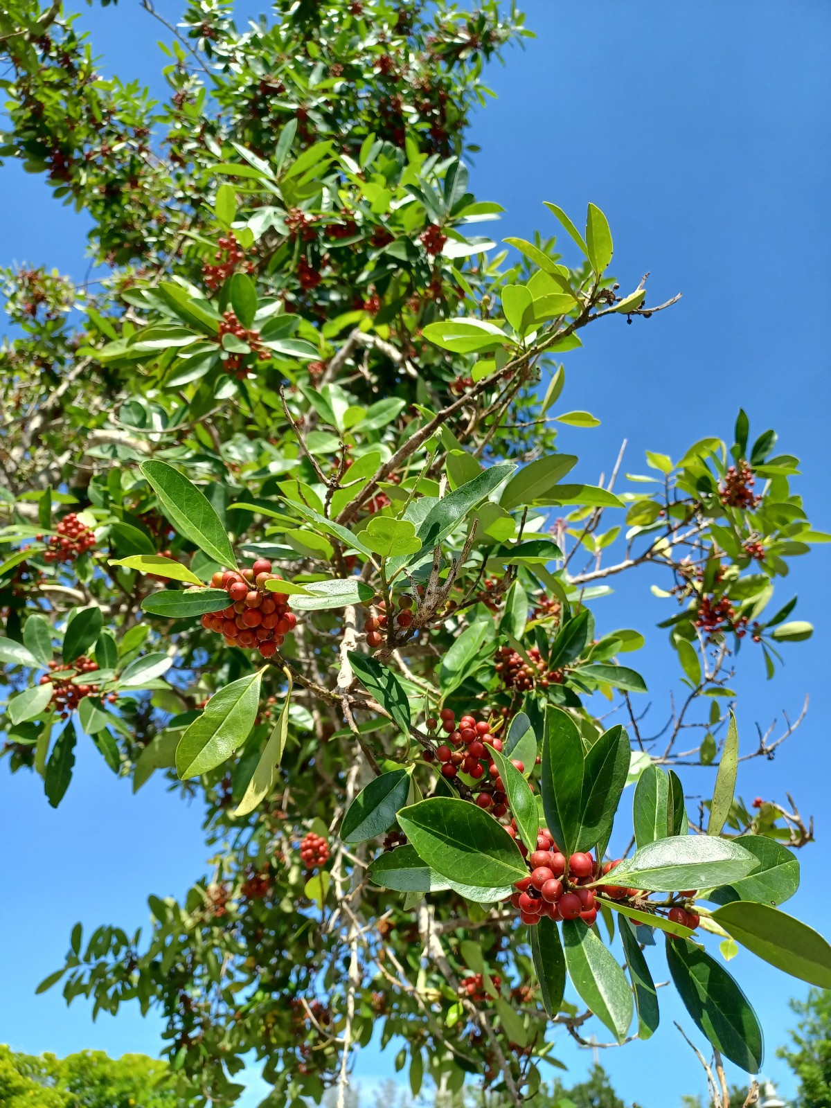 50 Dahoon Holly Seeds, Ilex cassine (Gathered 2025)