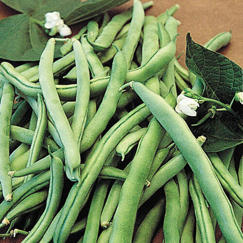 SNAP GREEN BEAN SEEDS 1.5oz 100 SEEDS