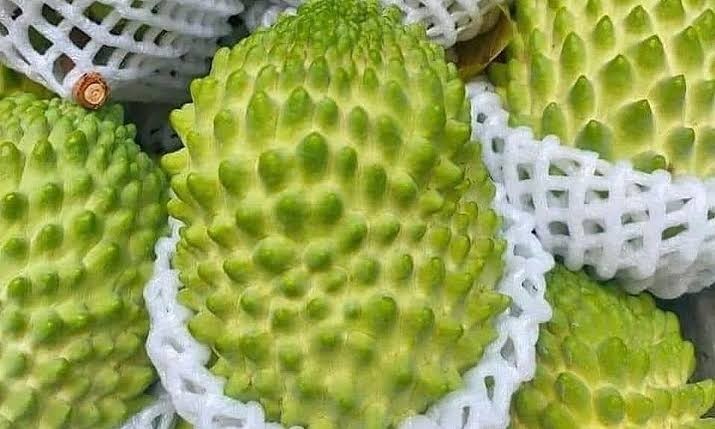 VERY RARE Imperial Velvet Durian Atemoya Giant Fruit • Uniform Spikes • Premium
