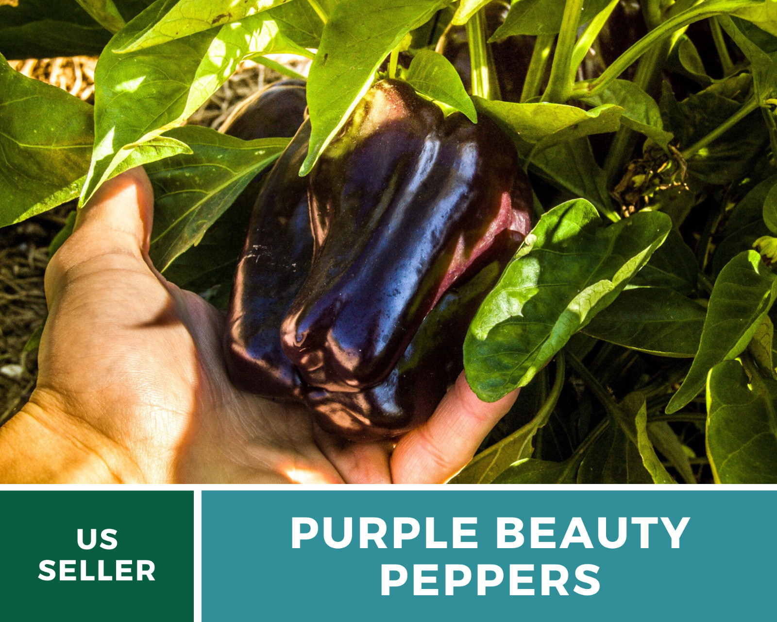 Pepper, Purple Beauty Sweet – 30 Seeds – Easy to Grow – Heirloom – GMO Free