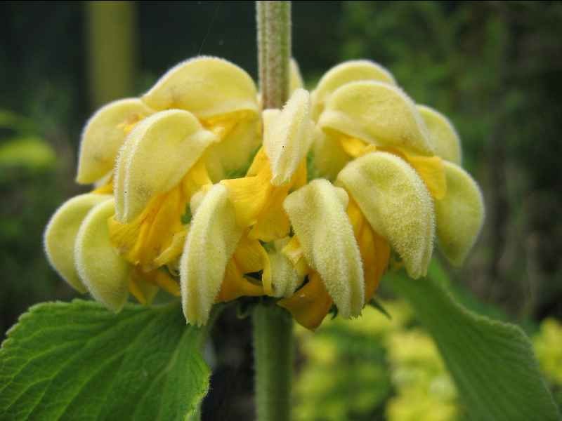 Phlomis russeliana – Turkish Sage seed
