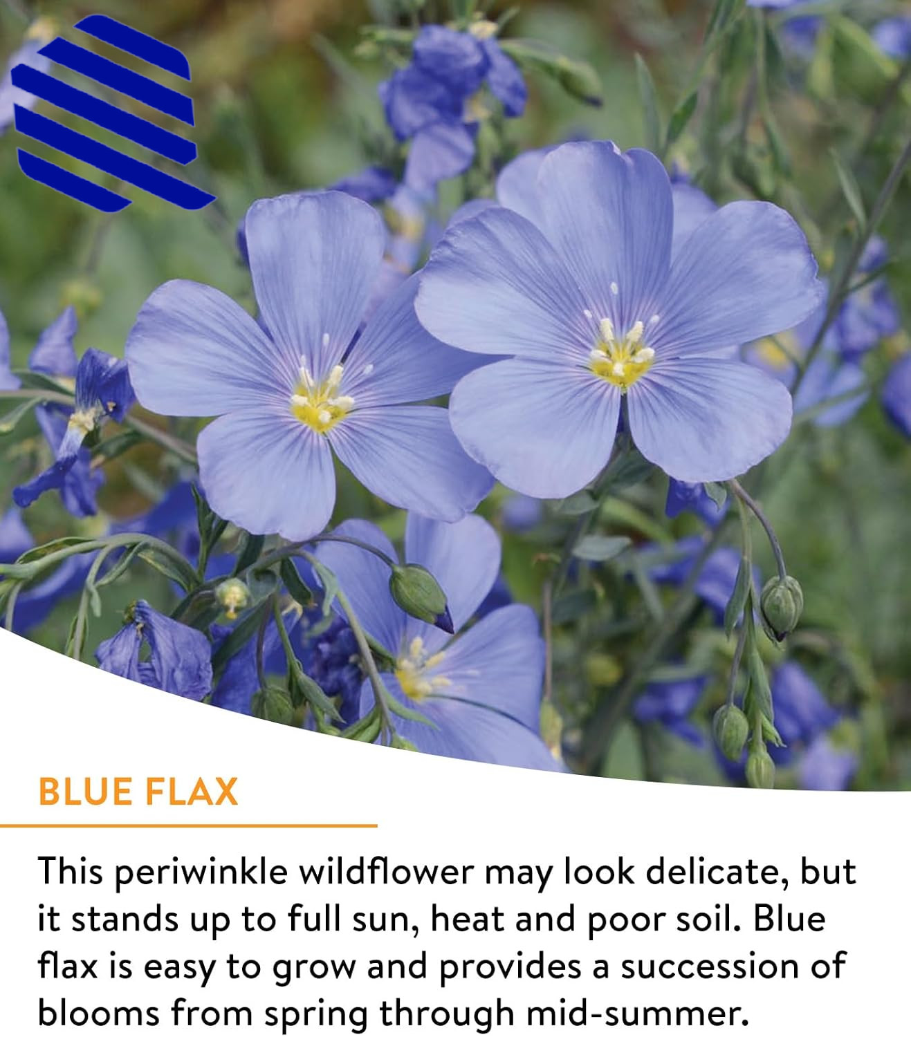 Wildflower 25,000 Bulk 1 Bag 18 Varieties of Non Gmo Flower Seeds Pollinator