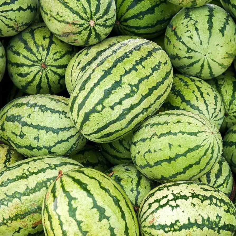 25 Fresh New Harvest of Sweet Dixie Queen Watermelon Seeds-B 26
