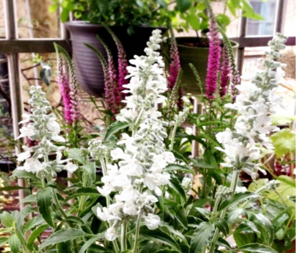350 Salvia Farinacea Seeds Mealycup Sage Fragrant Flower Heirloom Variety White