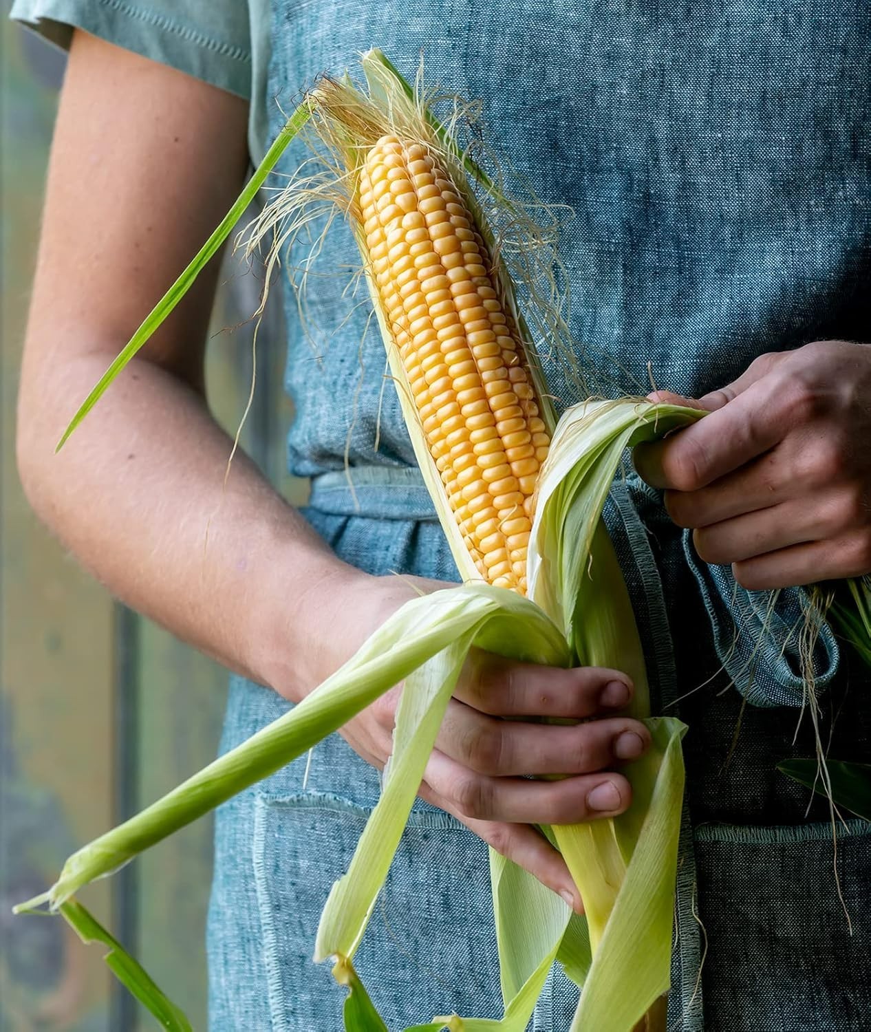 200 Organic Golden Bantam Sweet Corn Seeds – High-Quality Heirloom Variety