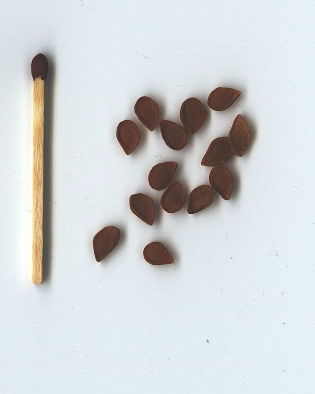 Fritillaria pallidiflora | Siberian Fritillary | 10 Seeds